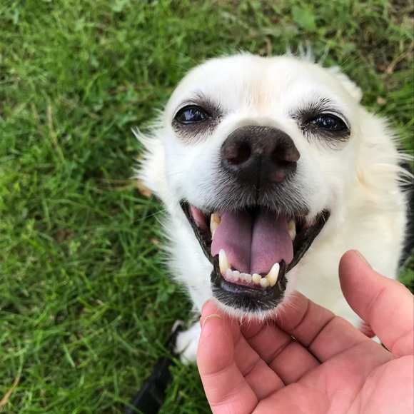 Meet your Posher, Mandy - Picture 4 of 5